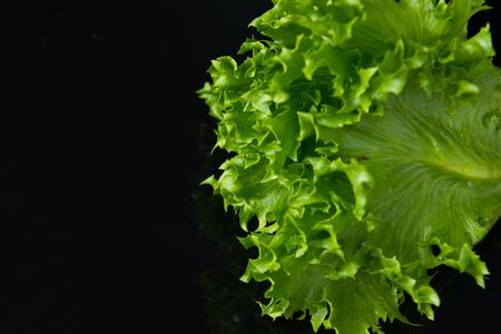 Close up Frillice Iceberg on black acrylic.This is low-key photo.の写真素材