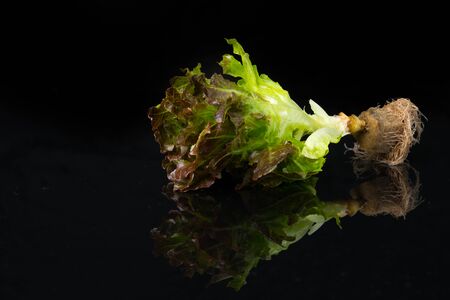 Close up Red Oak on black acrylic.This is low-key photo.の写真素材