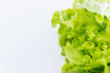 Close up Green Oak on white acrylic.This is high-key photo.の写真素材