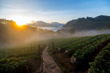 Sun rise morning with fog floating on the mountain and sky is a beautiful view the strawberry field is Ang Khang Chiang Mai in Thailand.の写真素材