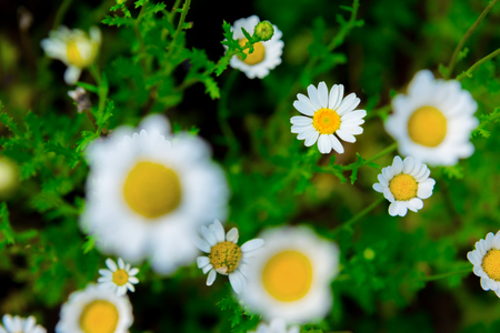 Close up Daisy flower on green meadow.Beautiful Flora.の写真素材