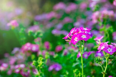 Close up pink geranium flowers in garden.Beautiful inflorescenceの写真素材