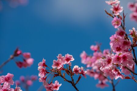 Beautiful sakura or cherry blossom in spring on blue sky , nature backgroundの写真素材
