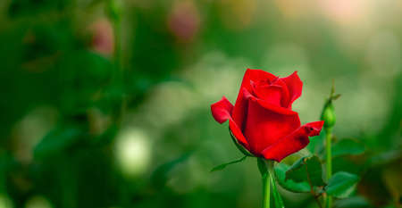 Rose flower blooming in garden. Valentine Wallpaperの写真素材