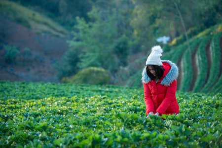 Asian female tourist picking strawberries in a strawberry farm in the morning. Travel Chiang Mai, northern region in Thailandの写真素材