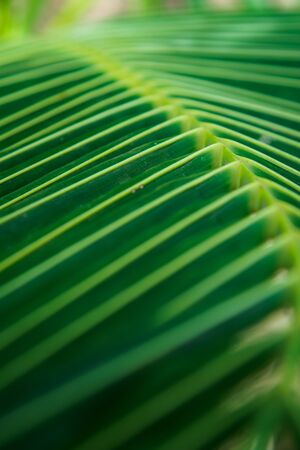 coconut leaves backgroundの写真素材