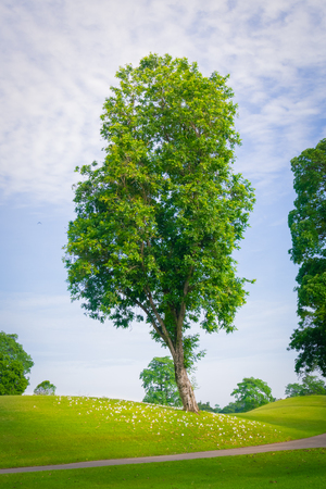 Trees in golf course.の写真素材