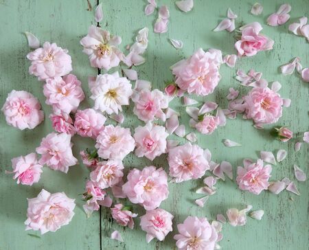 Beautiful pink rose on the old wooden floorの写真素材