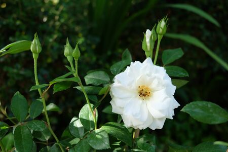 beautiful white roses on treeの写真素材