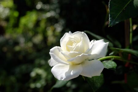 beautiful white roses on treeの写真素材