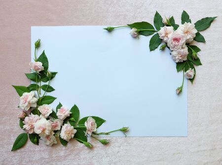 beautiful of pink rose on white paper and pink velvet backgroundの写真素材