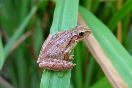 Frog perched on a leafの写真素材