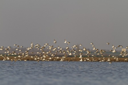 numerous flock of sandpipers migrate over water