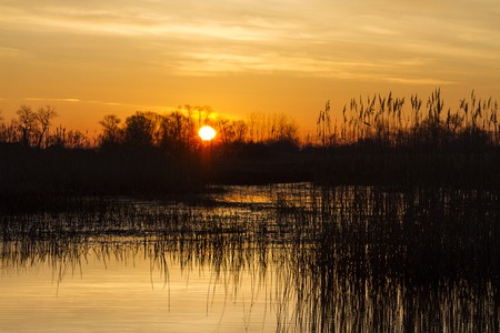sunrise over the lake  with the reedの写真素材