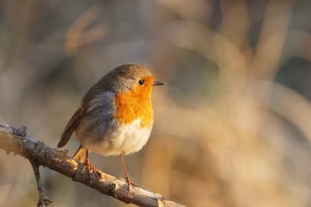 robin sits on a branch at sunrise in golden sunshineの写真素材
