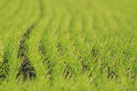 Wheat field in spring staircase, bright greenの写真素材