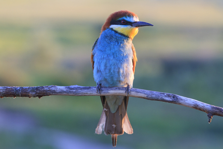 sunset magnificent bird sitting on a branch