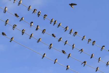 Sand martins resting on a wire, sunrise, silhouettes of flying birdsの写真素材