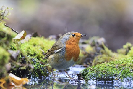 Robin on watering, orange bird, water, moss greenの写真素材