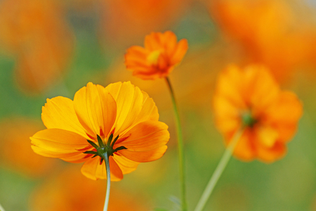 Three orange flowers, summer flowerbed, sunny dayの写真素材