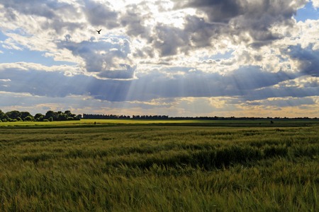 Panorama of wheat field at sunset, cloudy sky