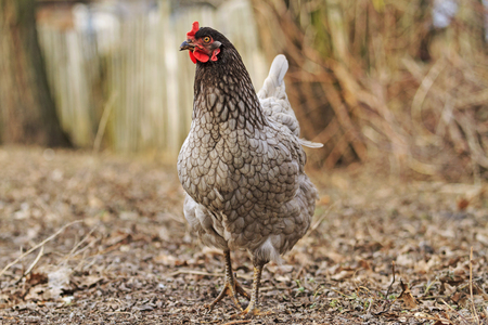 Ash chicken farm, portrait pet chicken that has eggsの写真素材