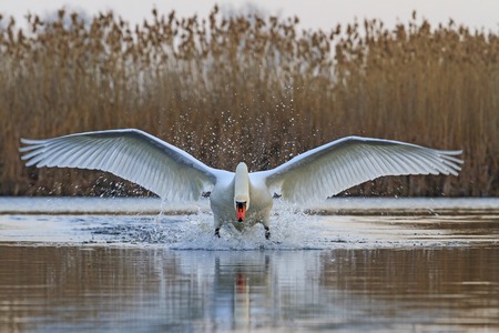 Swan with open wings, a unique moment, spring courtshipの写真素材