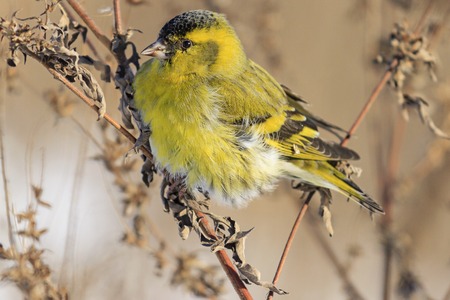 Siskin close up sitting on a branch, abandoned field, overgrown with weedsの写真素材