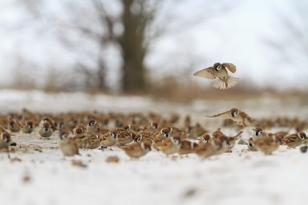 sparrows feed on a snow-covered road but not like all