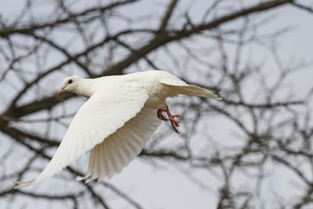 White dove flying through the thicket, a bird symbol of peaceの写真素材