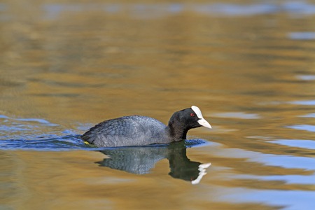 Coot swimming in Lake Forestの写真素材