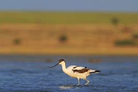Minimalism, water bird,Pied avocet wanders through the water on a sunny dayの写真素材