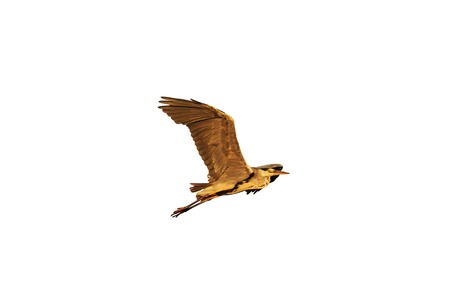 Grey heron flying isolated on white,Grey heron flying at sunrise, bird flying against the skyの写真素材