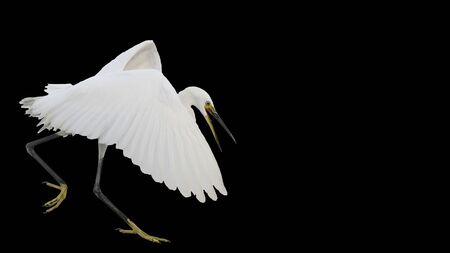 Small white heron flies isolated on black backgroundの写真素材