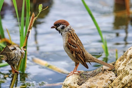 Sparrow on a stone standing on tiptoe,Eurasian tree sparrow