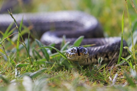 snake in the grass,Grass snake with protruding tongue, a sign of threatの写真素材