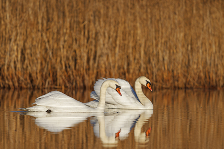 A pair of white birds floating on the lake, swans dancing in marriageの写真素材