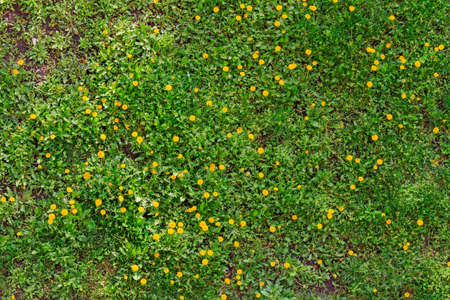 spring flowers on green grass,Taraxacum, primroses, yellow flowersの写真素材