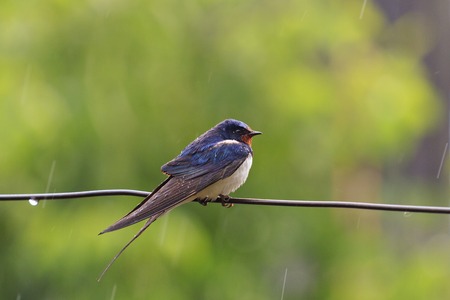 Swallow on a wire in the rain, summer, summer rain, wet birdの写真素材