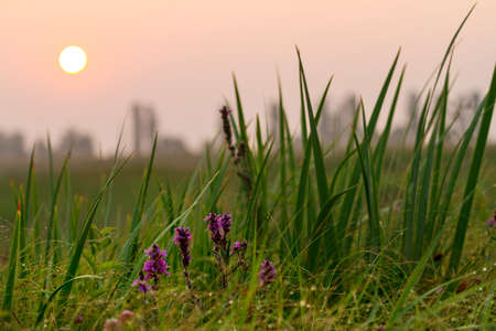 Wild beautiful flowers at sunrise, swamp, field, desert mildew