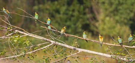 Panorama from Birds of Paradise,flock of colored birds, unique moment,european bee eaterの写真素材