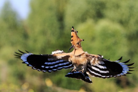 Conductor his life - rare bird,hoopoe in flight, with straightened wings colored feathers
