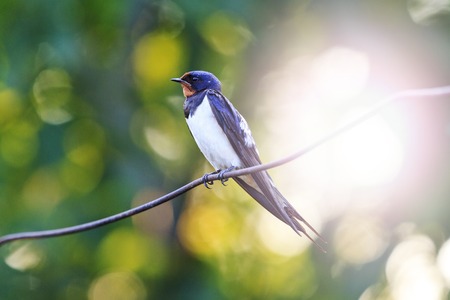 bird sitting on the wire swallow sitting on a wire, at sunset young bird, a unique moment, bright colors with sunny hotspotの写真素材