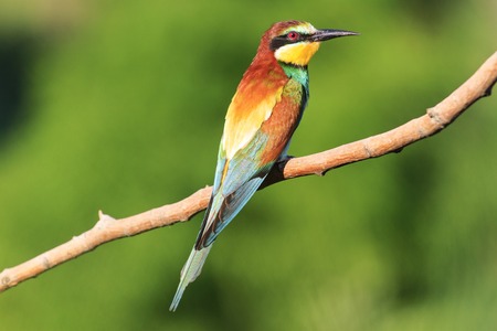 Birdy - rainbow sits on a branch on a green background,european bee eater,strange bird, bird of paradise, bright colorsの写真素材