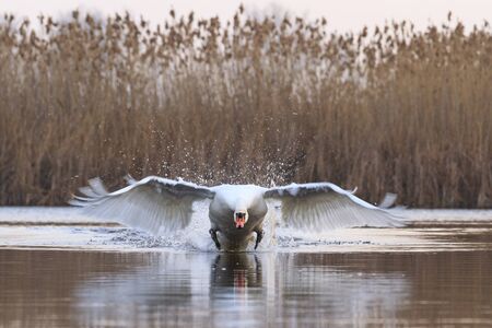 Mute swan accelerates tremendous speed,great white bird, unique moment, white wings, flight,の写真素材