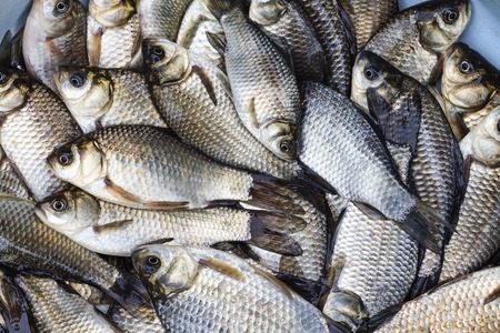 Crucian carp,fishing catch, river carp,fisherの写真素材