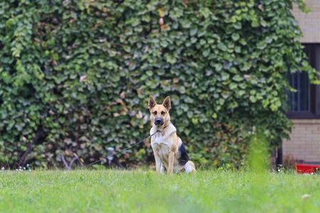 Dog guards house,German Shepherd,の写真素材