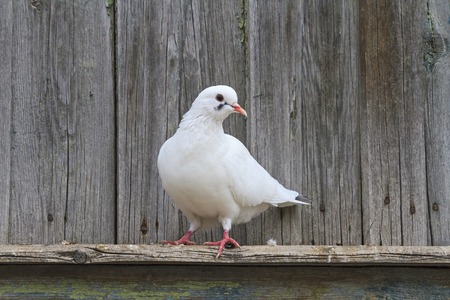 White pigeon standing on one leg on the cornice,postal birdの写真素材