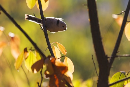 little black and white bird backlit autumn forest,golden time, autumn, colored leaves, Indian Summer, a unique frame,Long-tailed tit,Aegithalos caudatusの写真素材