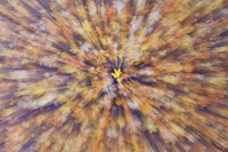defoliation illustration of single leaf in focus,autumn, autumn colors, leaves in motion